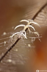 the macro world... by Nadya Kulagina 